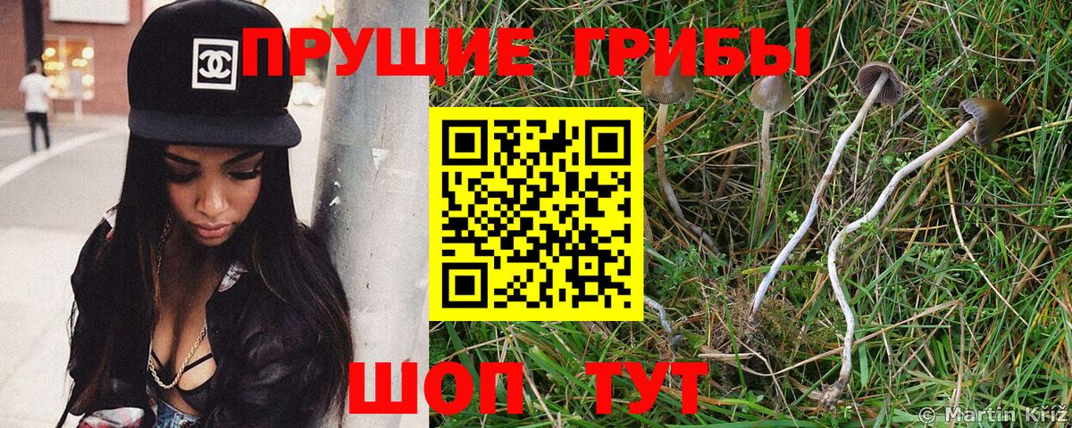 Псилоцибиновые грибы мицелий Благовещенск